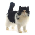 Black and White Cat Plush S469520