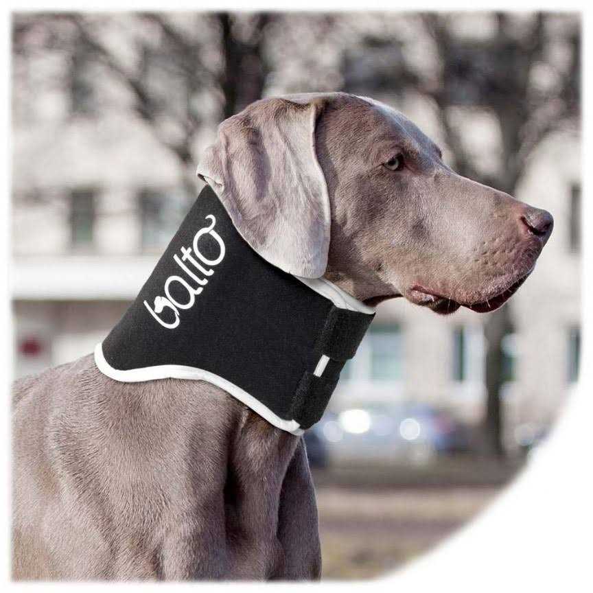 Dog Cone Y2625