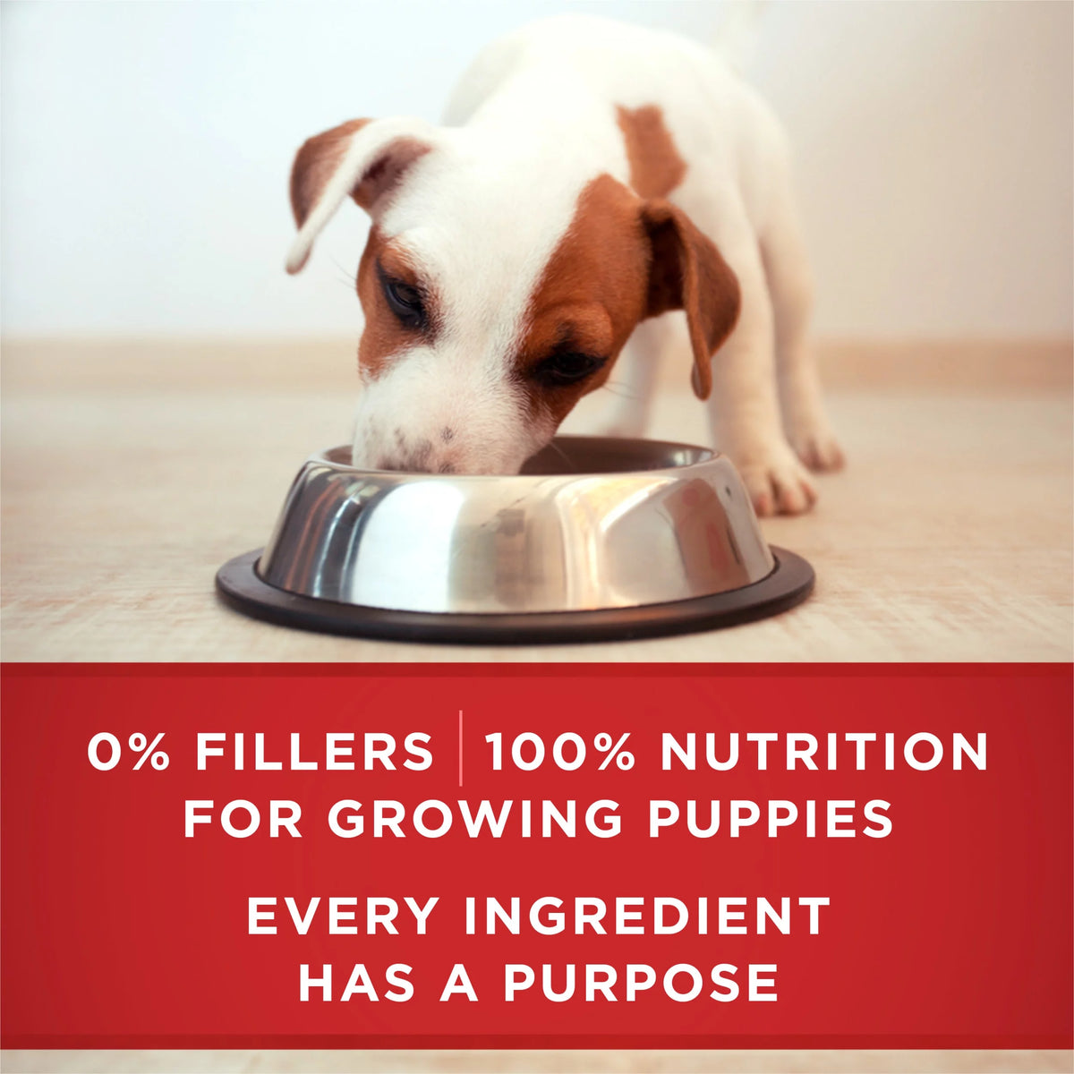 13 oz Cans (12 Pack) Soft Lamb Long Grain Rice Wet Puppy Dog Food W641593