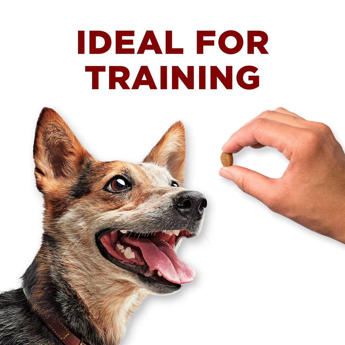 Dog Training Treats with Farm-Raised Chicken D26813